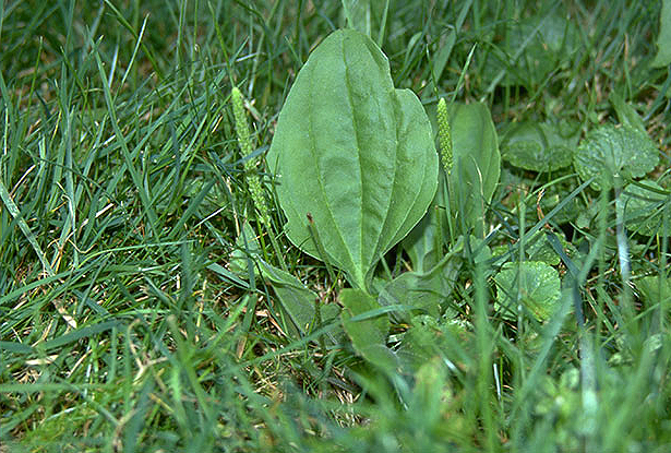Plantain (Plantago major)