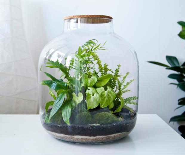 Plants in a glass bottle