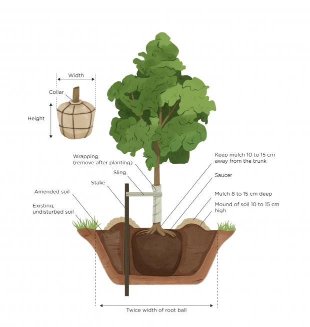 Planting balled tree and indications