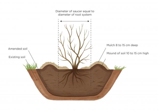 Planting bare root shrub and indications