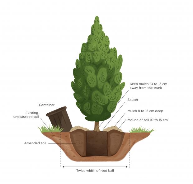 Planting container grown tree and indications