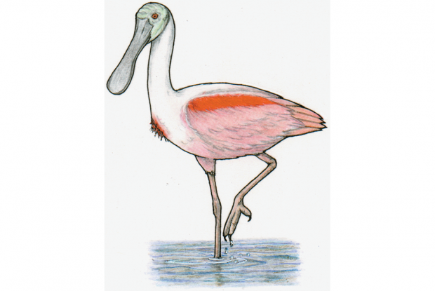 Platalea ajaja (syn.: Ajaja ajaja)