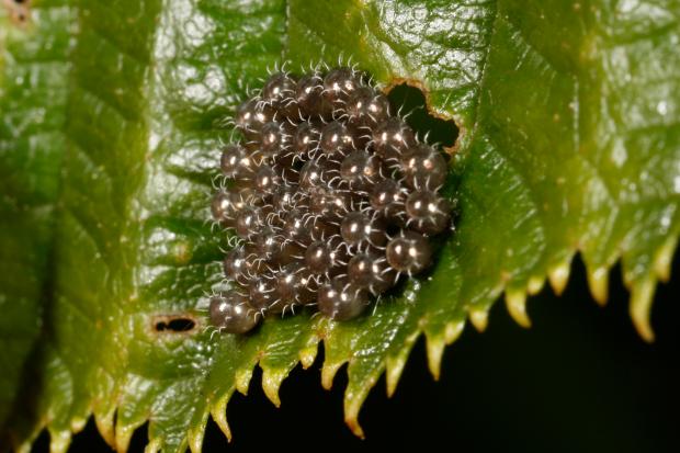 Podisus sp., Québec, Canada.