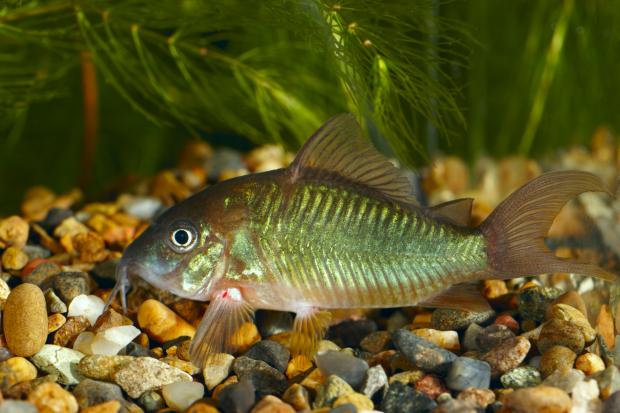 Poisson-chat émeraude dans un aquarium