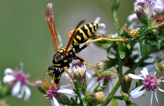 Polistes dominula