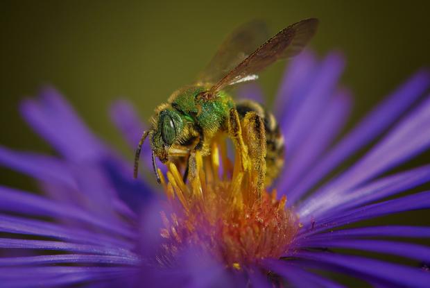 Attracting pollinators to the garden