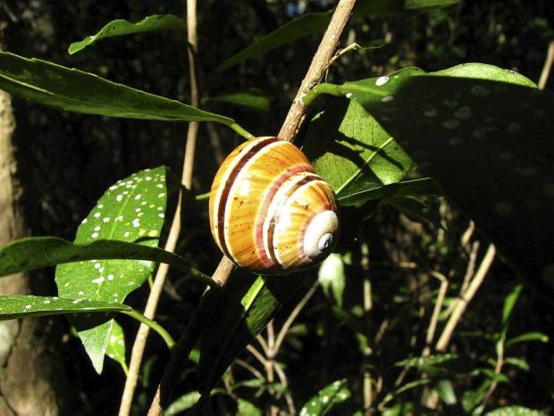 Polymita muscarum