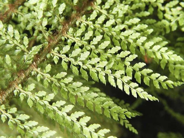 Polystichum proliferum