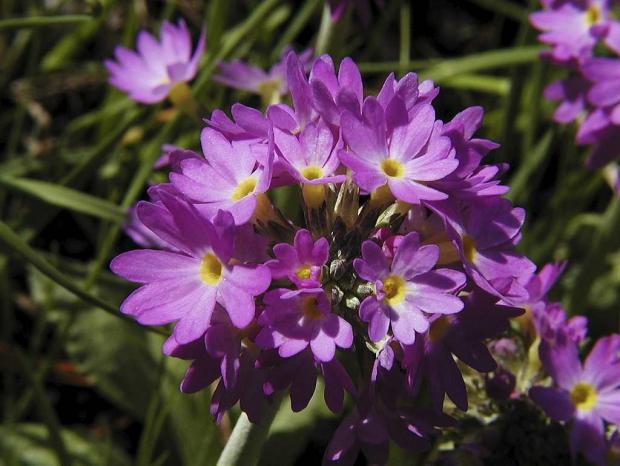 Primula denticulata