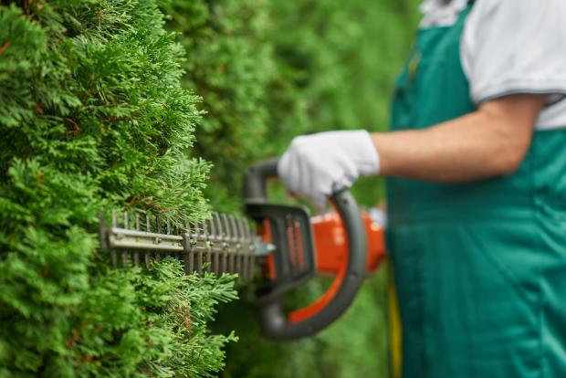 A man is pruning a cedar hedge.