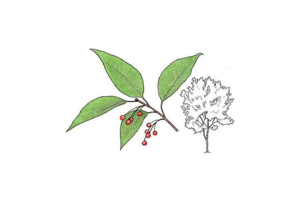 Prunus pensylvanica