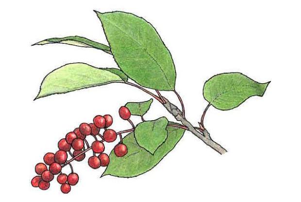 Prunus virginiana