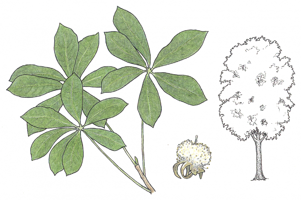 Pseudobombax septenatum (Jacq.) Dugand