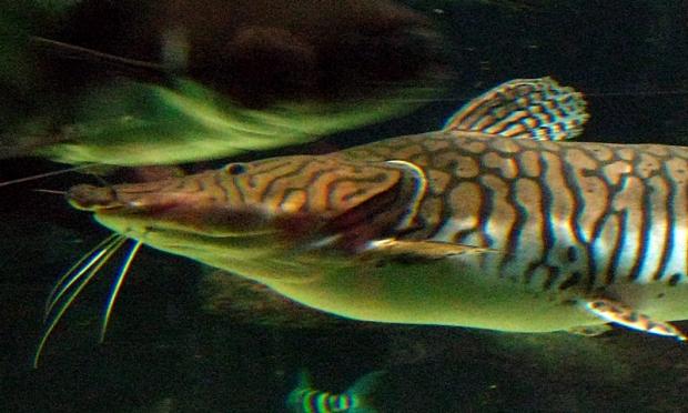 Pseudoplatystoma fasciatum