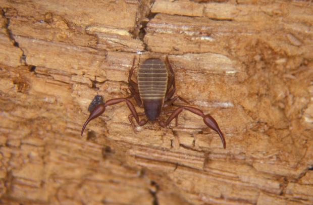 Pseudoscorpionida