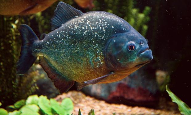 Pygocentrus nattereri