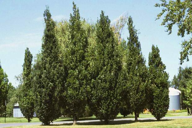 Quercus robur 'Fastigiata'