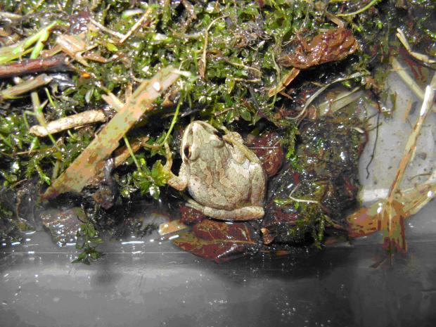 Pseudacris triseriata.