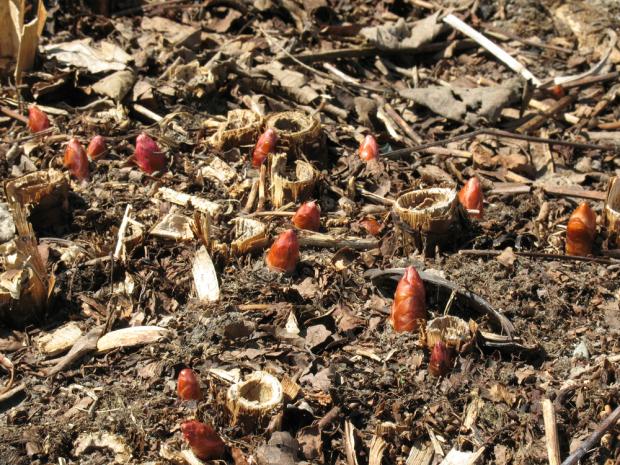 Polygonum cuspidatum