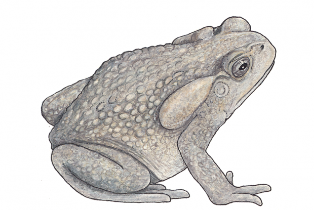 Rhinella marina