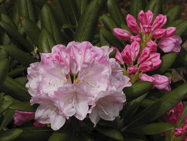 Rhododendron degronianum ssp. yakushimanum