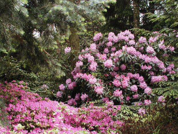Rhododendron 'Fundy'