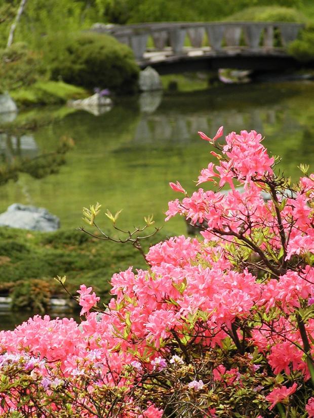 Rhododendron 'Rosy Lights'.