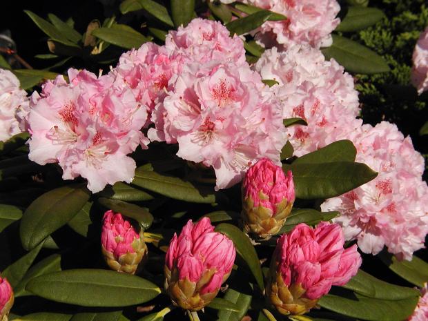 Rhododendron 'Ingrid Melquist'