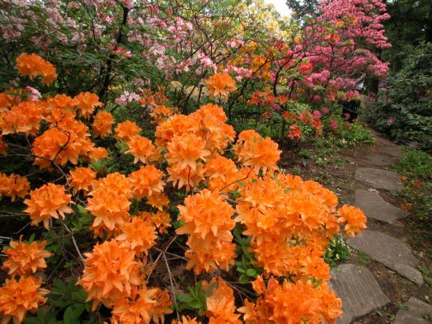 Jardin Leslie-Hancock