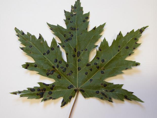 Rhytisma acerinum