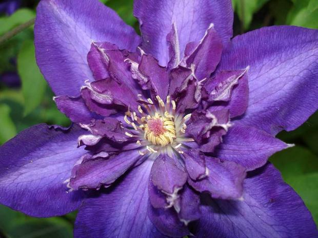 Clematis 'Royalty'