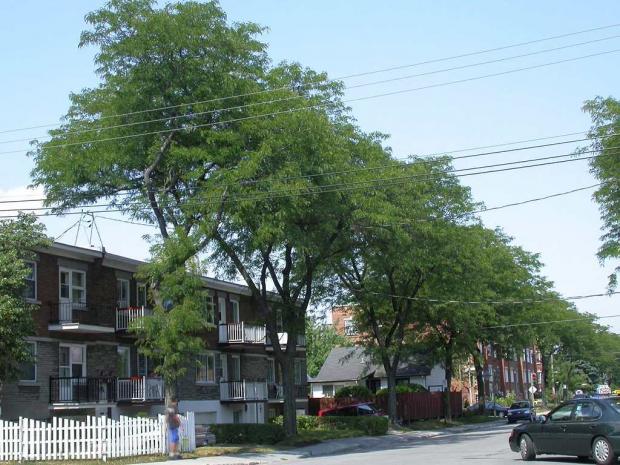 Trees along an urban street