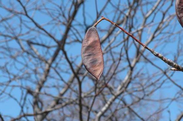 Gymnocladus dioicus, fruit