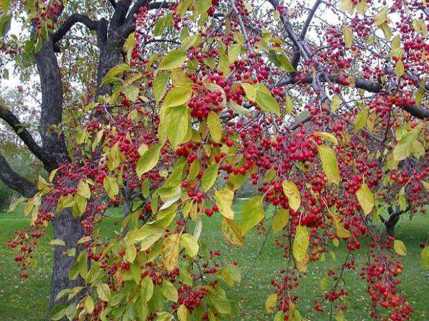 Malus sp.
