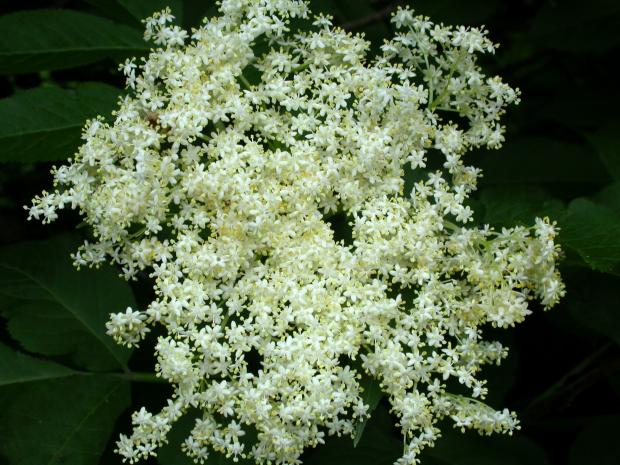Sureau blanc en fleur