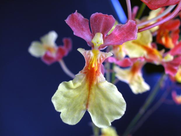 Rodricidium 'Tahiti'.