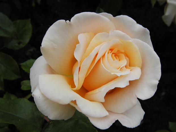 Rosa 'Dr Brownell'