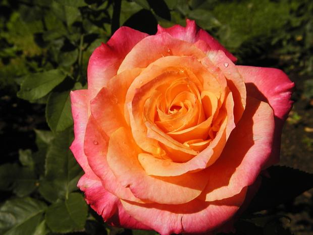 Rosa 'Heart O'Gold'.
