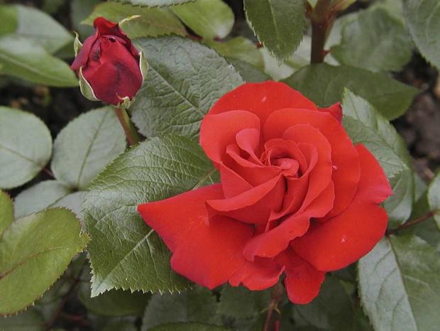 Rosa 'Ingrid Bergman'