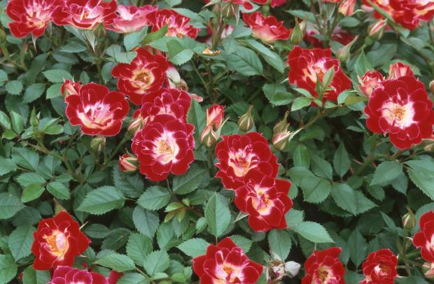 Rosa 'Little Artist'