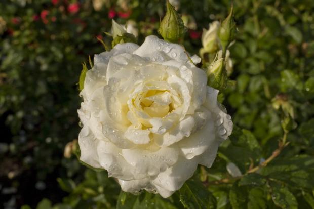 Rosa 'Moondance'