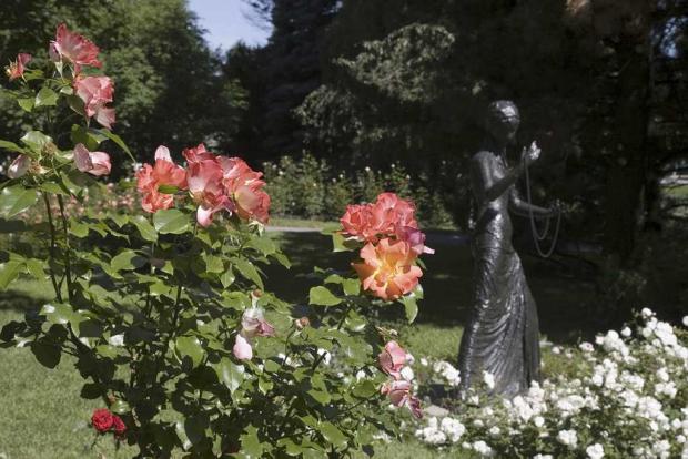 Rosa 'Playboy'