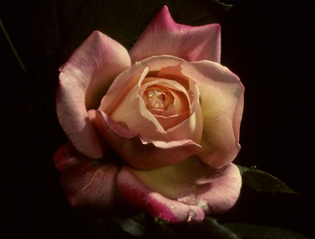 Montréal rose.