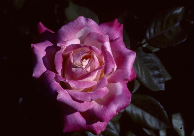 Montréal rose.