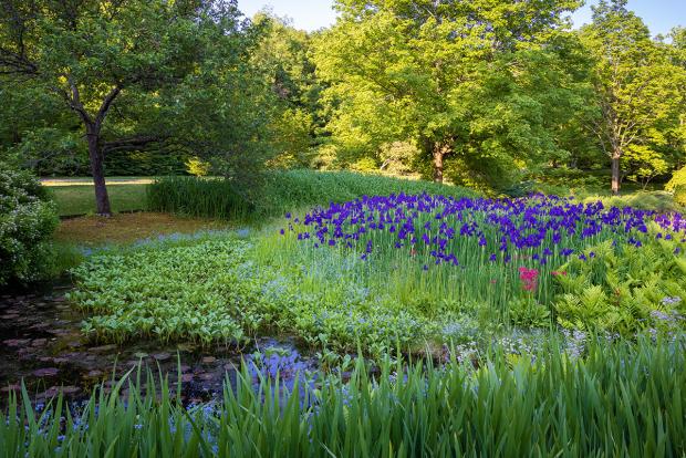 Iris au bord d'un ruisseau dans le Jardin japonais