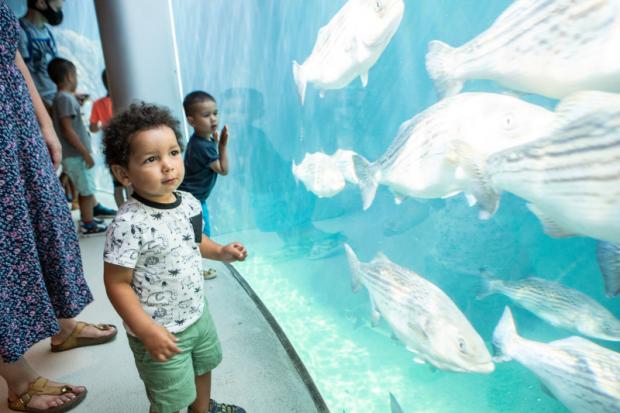 Le Golfe du Saint-Laurent au Biodôme