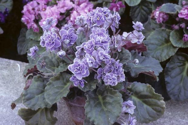 Saintpaulia 'Match Mate'