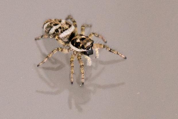  Salticus scenicus