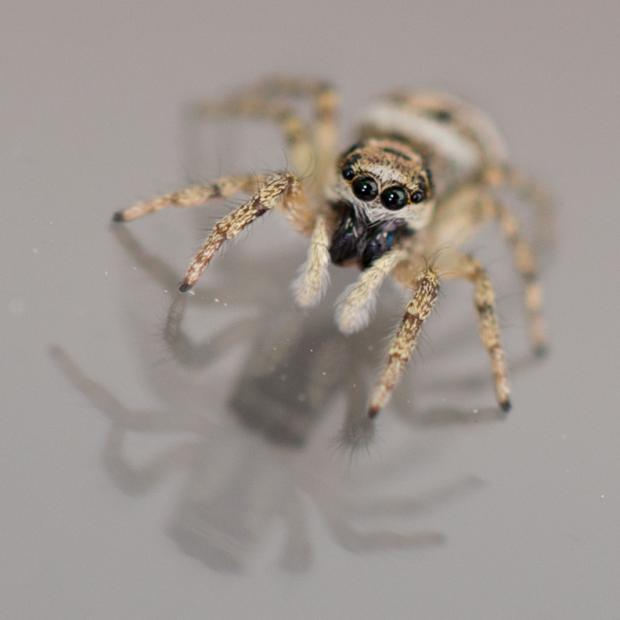 Salticus scenicus