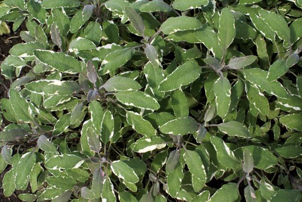 Salvia officinalis 'Tricolor'